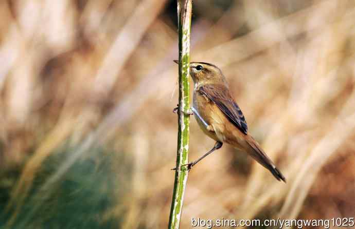 黑眉苇莺（4）