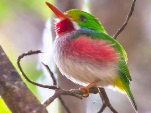 绝色攀禽：佛法僧目之短尾鴗