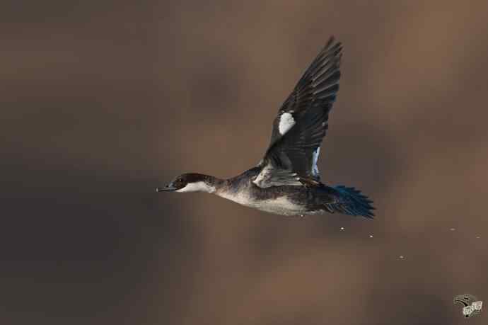 颐和园的白秋沙鸭