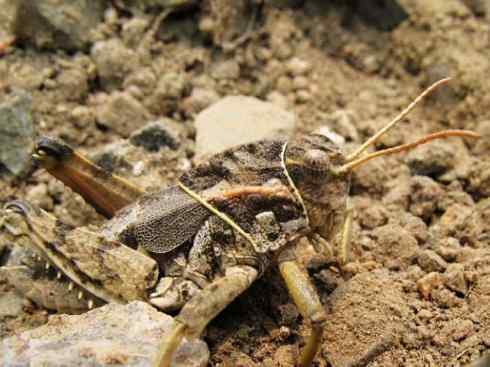 自然奇观：动物大迁徙(东亚飞蝗）