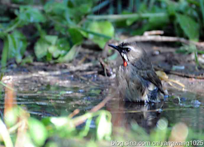 红喉歌鸲(雄性)续2 红喉歌鸲(雄性)续2