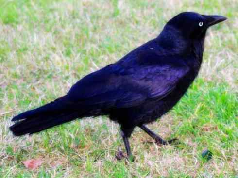 奇特的盔：厚嘴渡鸦