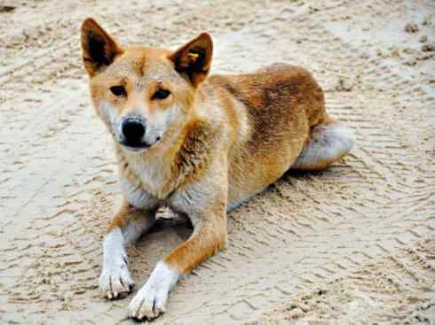 犬科：犬亚科犬属之澳洲野犬、歌唱犬、家犬