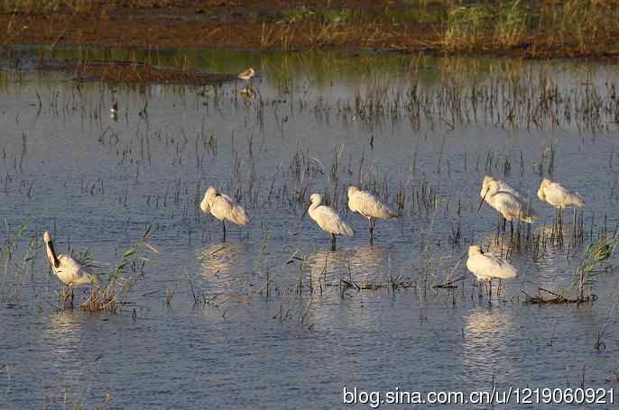 内蒙古鸟类摄影——白琵鹭