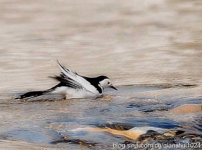 爱干净的小鹡鸰(十渡)