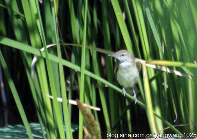 隐藏很深的大苇莺