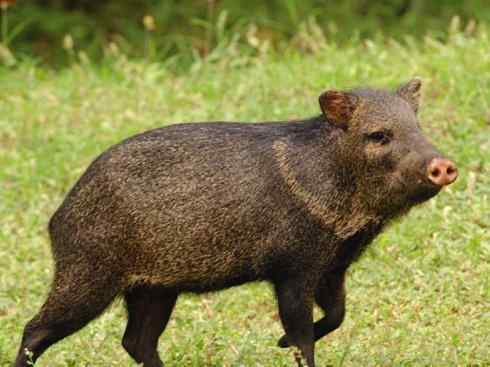 麒麟：传说的兽原型探秘（叉角羚）