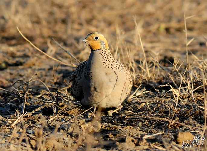 官厅水库&nbsp;wbr路&nbsp;wbr毛腿沙鸡和雉鸡