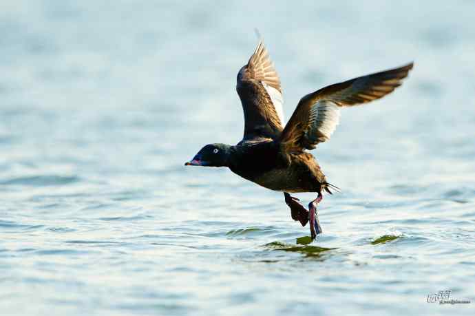 一组斑脸海番鸭逆光起飞