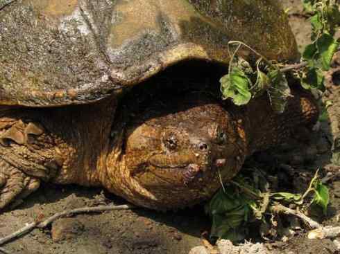 玄武：传说的兽原型探秘（鳄龟）