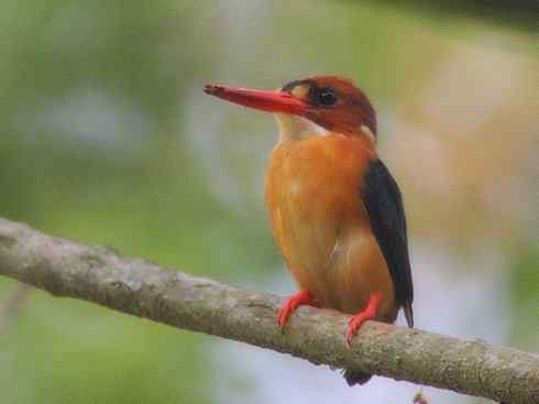 绝色攀禽：佛法僧目