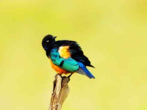 美丽无罪：雀鸟之欣赏2