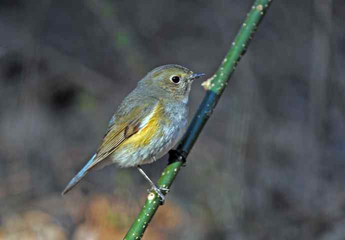 雌性红胁蓝尾鸲(40)