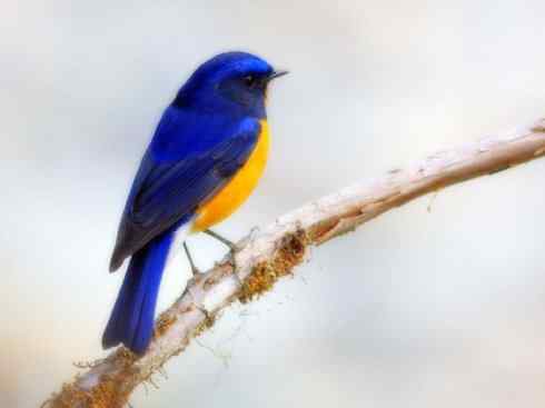 美丽无罪：雀鸟之林鸲