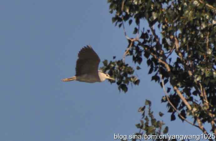 飞（夜鹭） wbr3