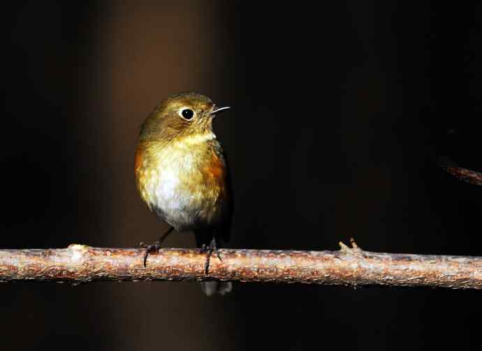 雌性红胁蓝尾鸲（19）