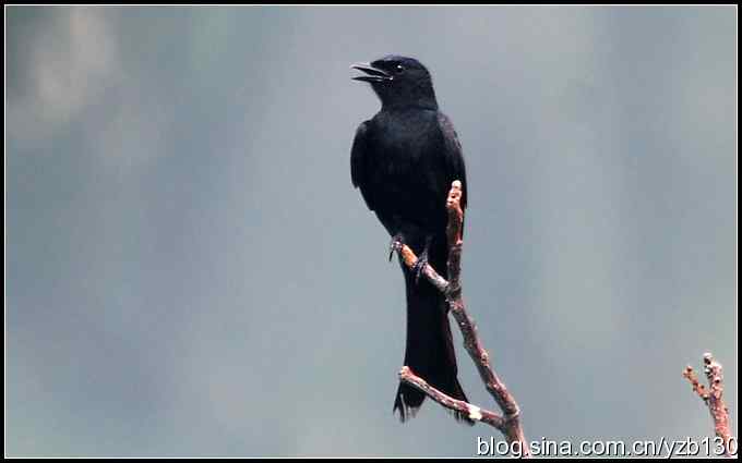 金海湖的鸟（1）鈥斺敽诰砦玻ㄗ橥迹