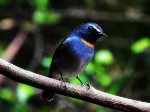 美丽无罪:雀鸟之姬鹟 美丽无罪:雀鸟之姬鹟