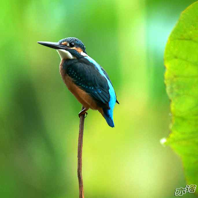 圆明园&nbsp;wbr路&nbsp;wbr小翠乖乖