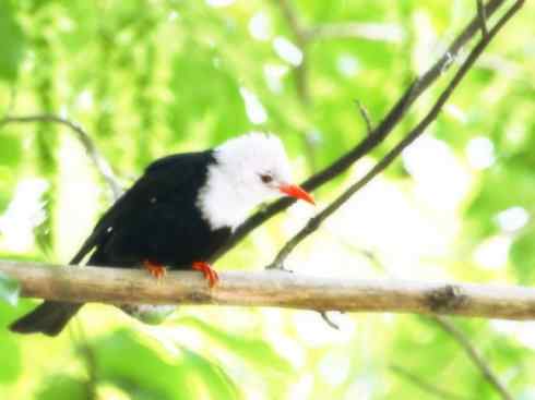 美丽无罪：雀鸟之欣赏2