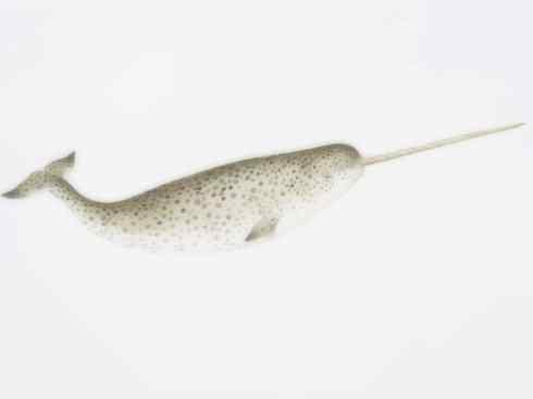 独角兽：传说的兽原型探秘（独角鲸）