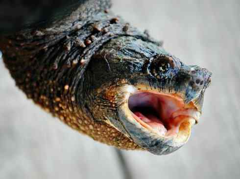 玄武：传说的兽原型探秘（鳄龟）