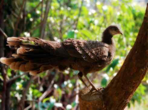 凤凰：传说中的鸟原型探秘（孔雀雉）