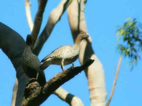 家禽驯化之源之十一