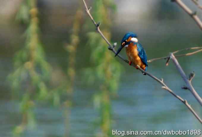 小翠儿过节踩蛋忙
