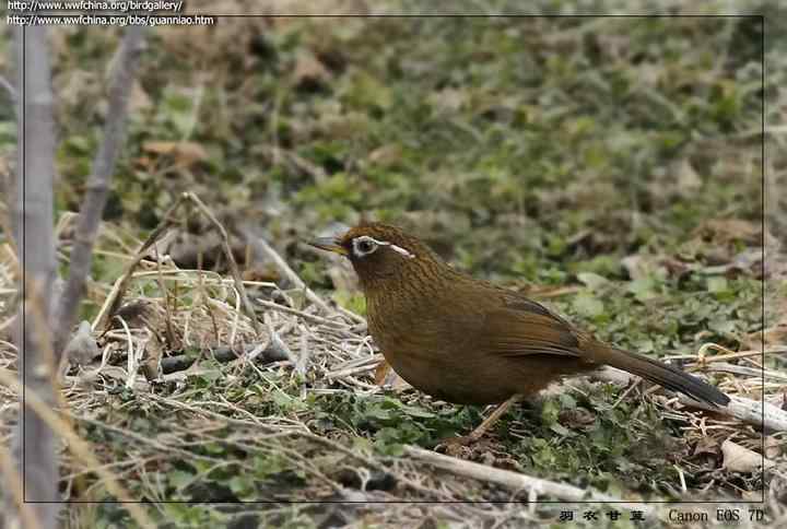 画眉饲养知识大全:画眉300问