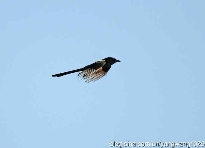 抓拍飞翔的喜鹊（习作）1