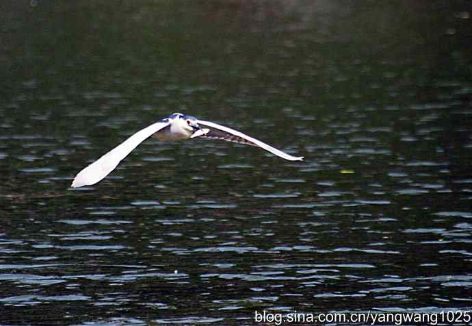 飞（夜鹭）22