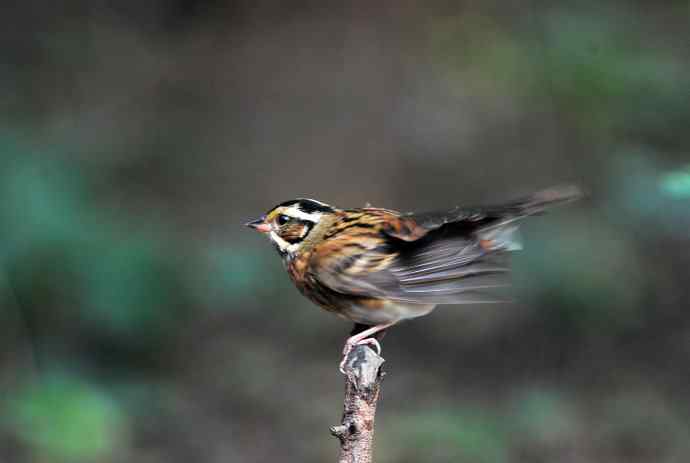 登枝的三道眉草鹀