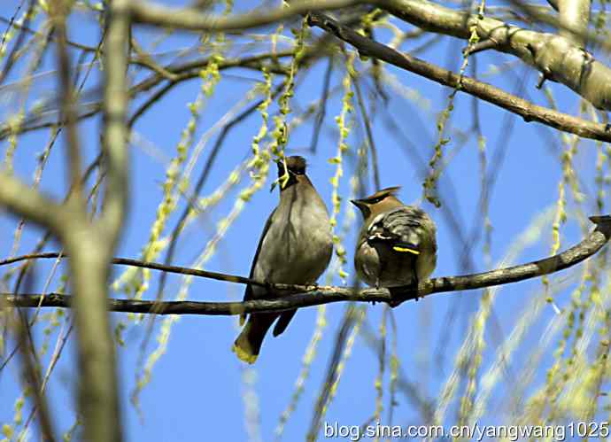 成双成对太平鸟 成双成对太平鸟