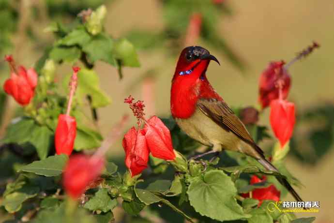 西双版纳拍鸟:黄腰太阳鸟 西双版纳拍鸟:黄腰太阳鸟