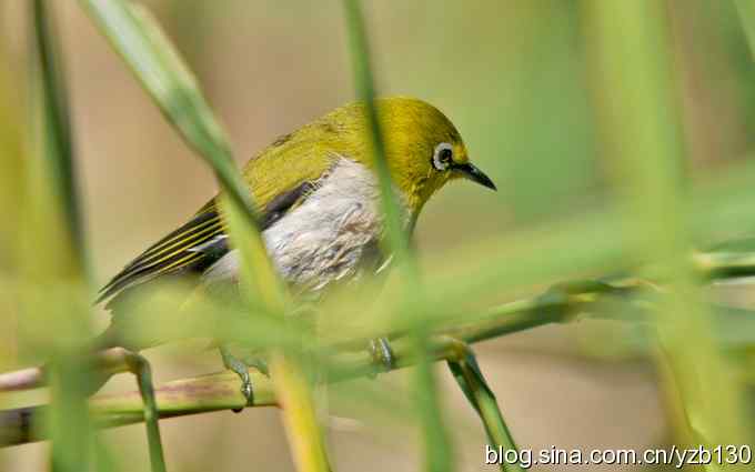 第一次遇到绣眼鸟（组图）