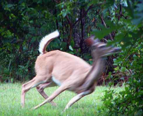 麒麟：传说的兽原型探秘（白尾鹿）