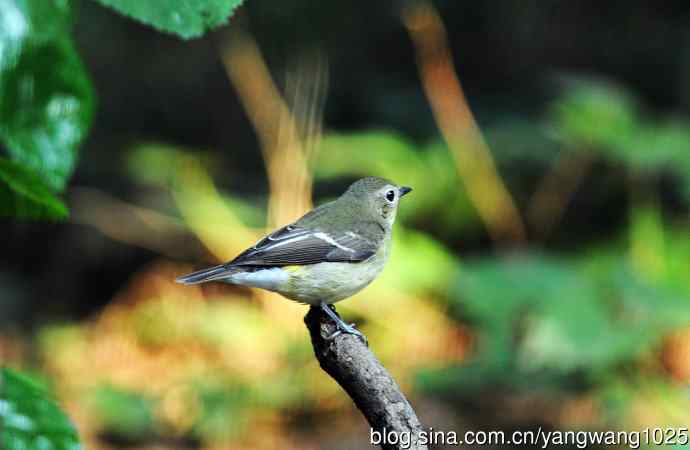 雌性白眉姬鹟（10）