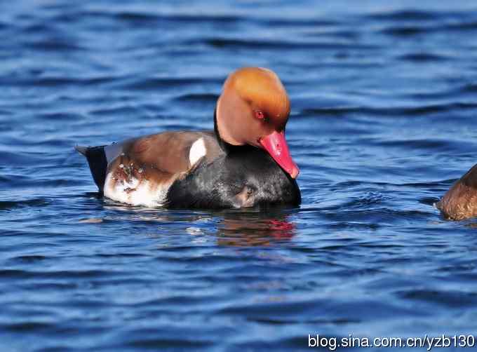 冰之蓝&bull;赤嘴潜鸭&bull;元宵节快乐（组图，15张图片）