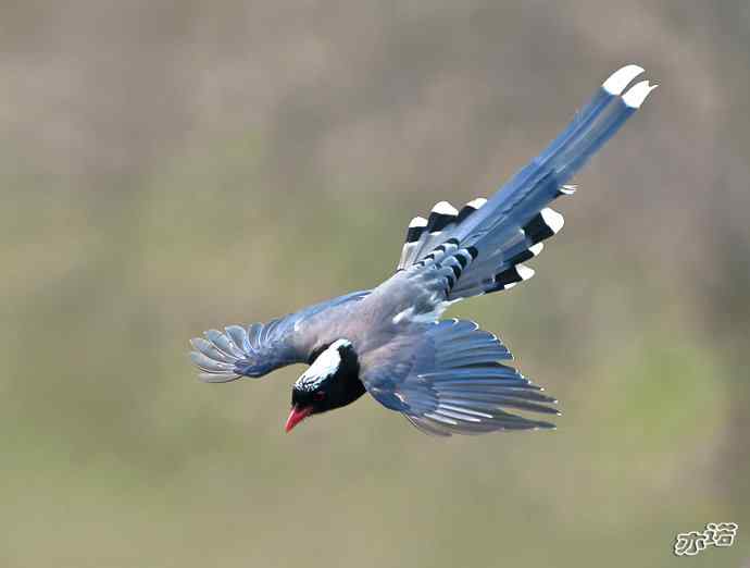 陕西洋县拍鸟——红嘴蓝鹊