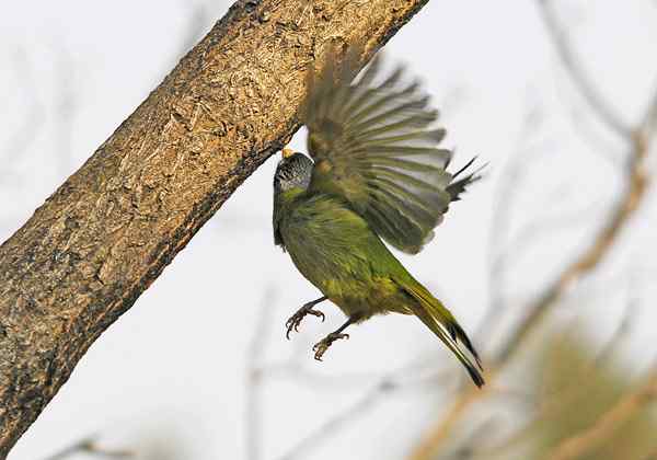 北京植物园赏鸟（一），领雀嘴鹎（组图）