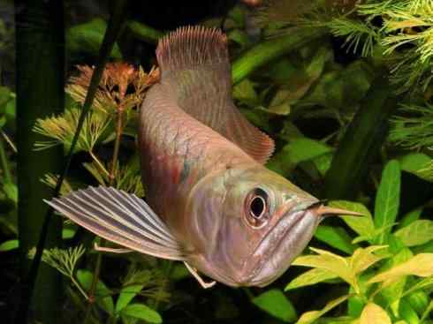 鱼类活化石：巨骨舌鱼