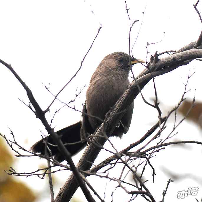 北京西山&nbsp;wbr路&nbsp;wbr北红尾鸲和山噪鹛