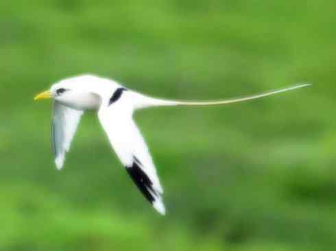 猎奇：长尾鸟雀之四