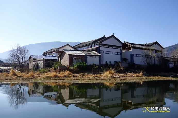 云南拍鸟：紫水鸡