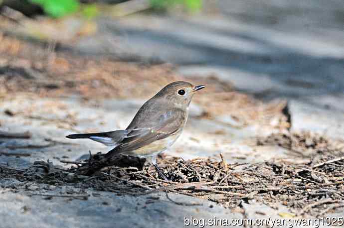 红喉姬鹟（15）