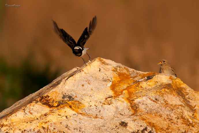 白顶鵖育雏 白顶鵖育雏