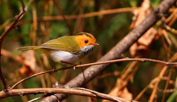 洋县两天观鸟，秦岭如此美妙！