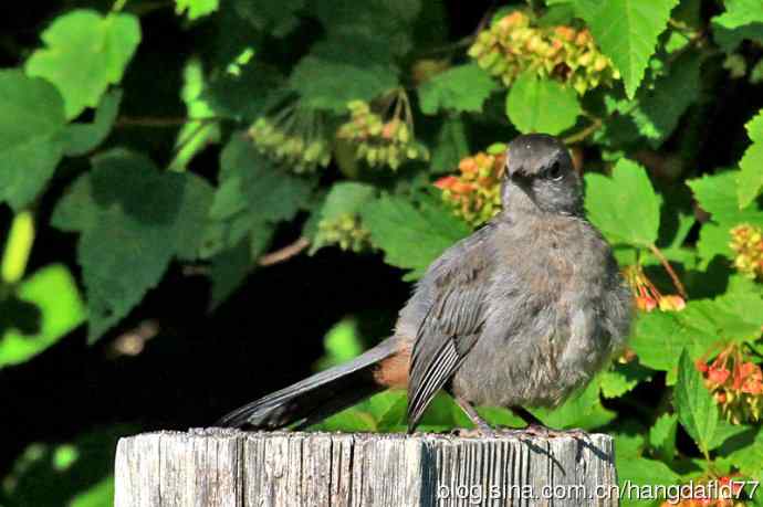 灰猫嘲鸫(3) 灰猫嘲鸫(3)