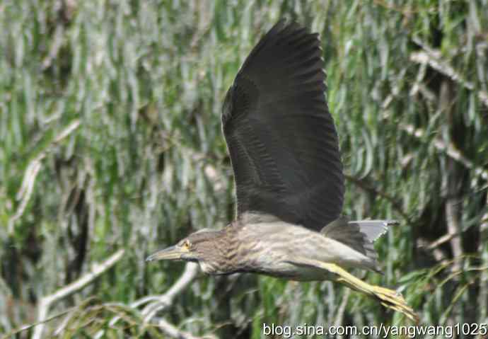 夜鹭（大丽抓拍）